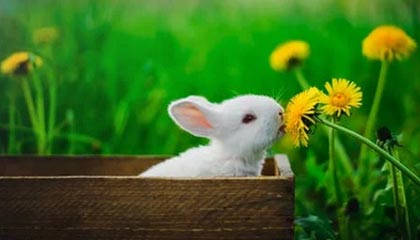 星空体育登陆首页-LOL赛事对电竞产业的影响：如何推动电竞发展，lol电竞的成功